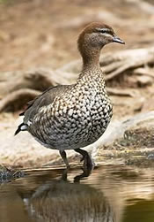 manor duck female
